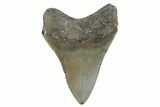 Serrated, Fossil Megalodon Tooth - North Carolina #370220-1